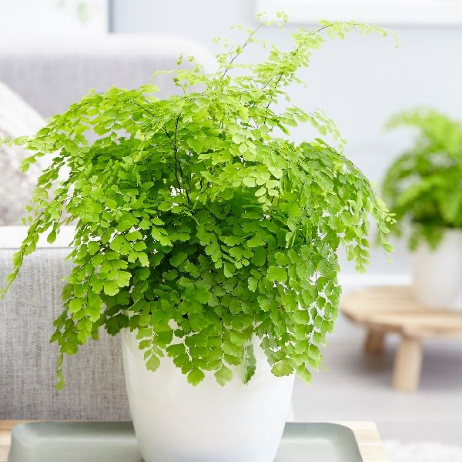 Adiantum