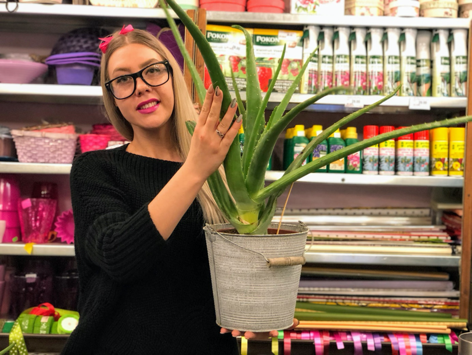 Aloe vera-plante usor de intretinut