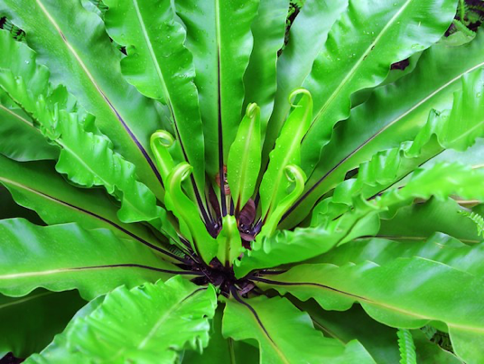 Asplenium