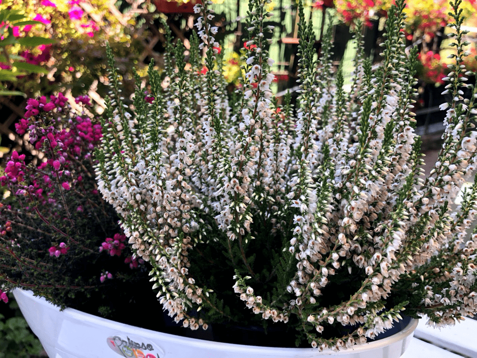 Calluna vulgaris-iarba neagra