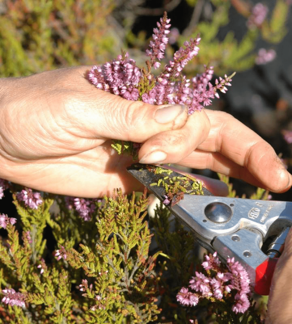 cum ingrijim calluna