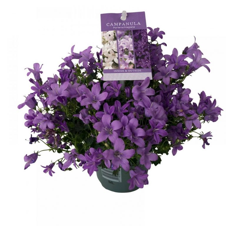 Campanula - floarea clopotel