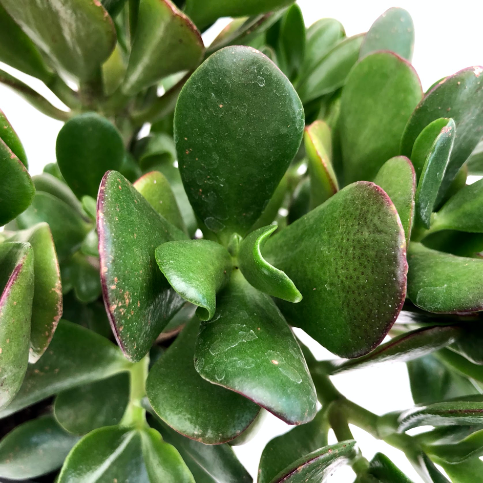 Crassula ovata