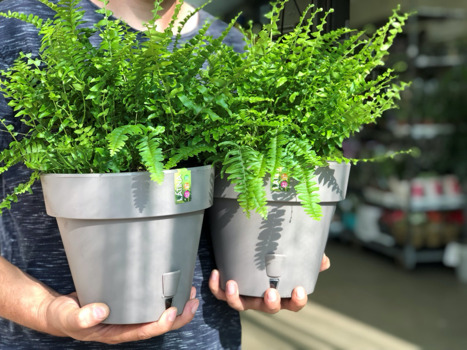 Nephrolepis