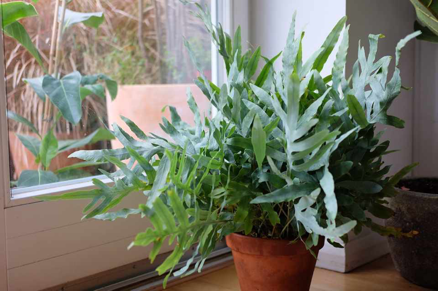 Phlebodium