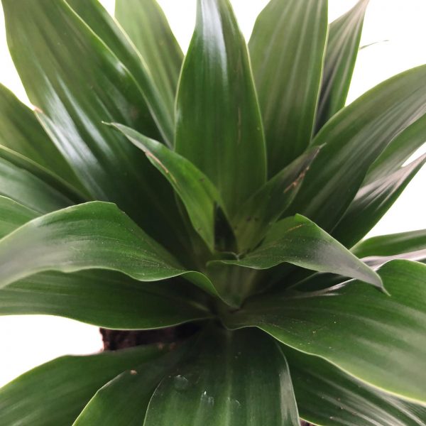 dracaena cap compacta frunza