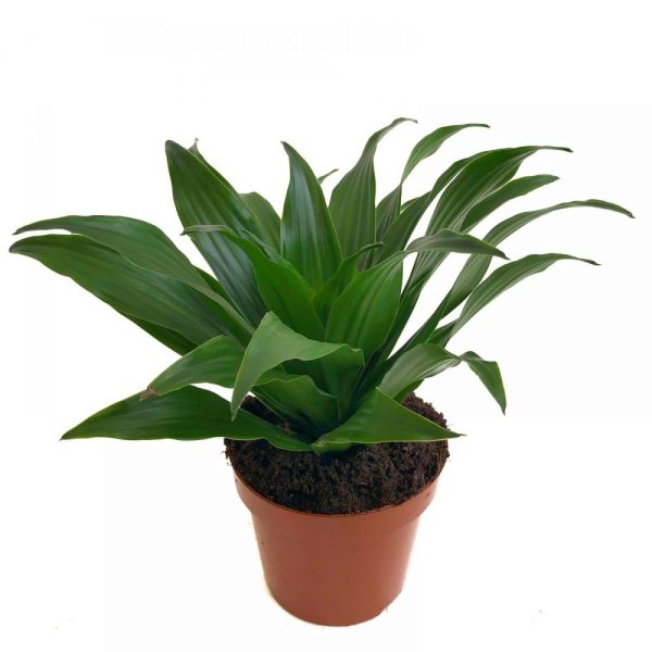 dracena cap compacta verde