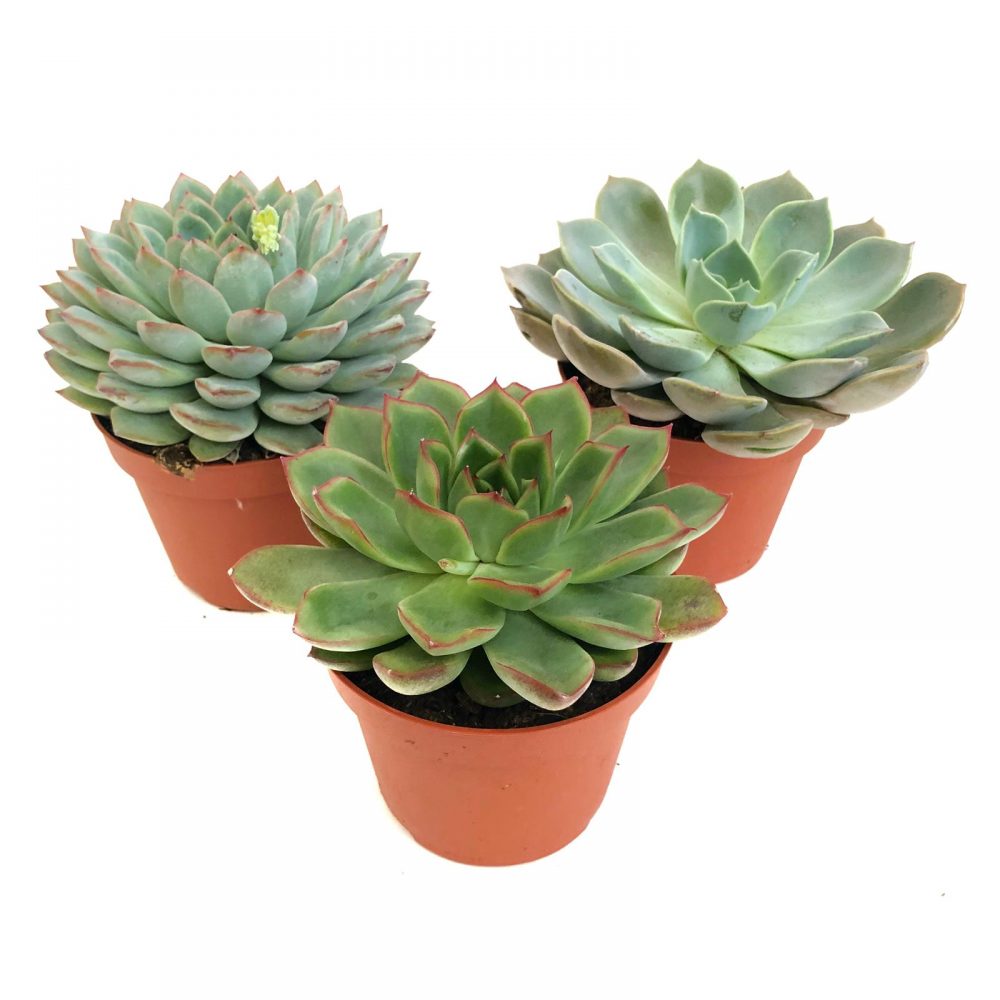 echeveria mix de sortimente
