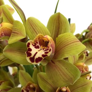 orhidee cymbidium floare