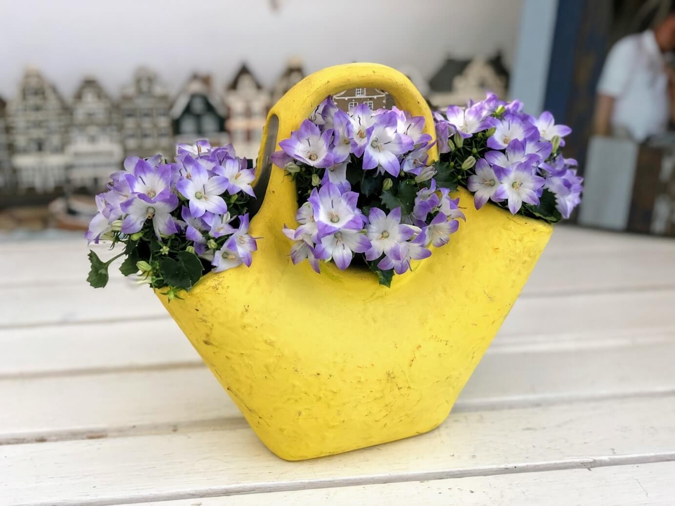 campanula in ghiveci decorativ 1