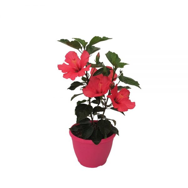 hibiscus roz