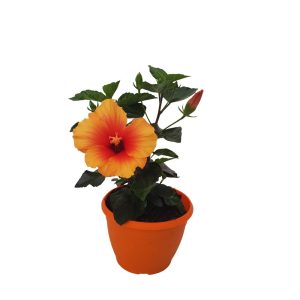hibiscus orange