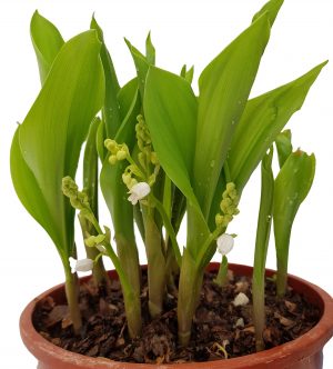 Convalaria-Lacramioara