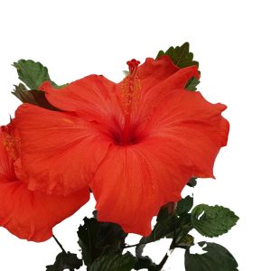 hibiscus - trandafirul chinezesc detaliu