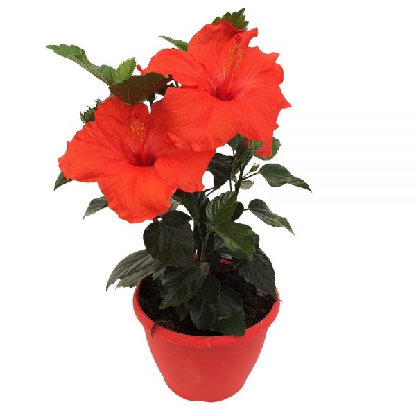 hibiscus - trandafirul chinezesc
