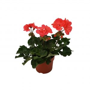 Muscate zonale Romania orange