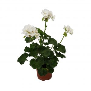 Muscate zonale Romania alba