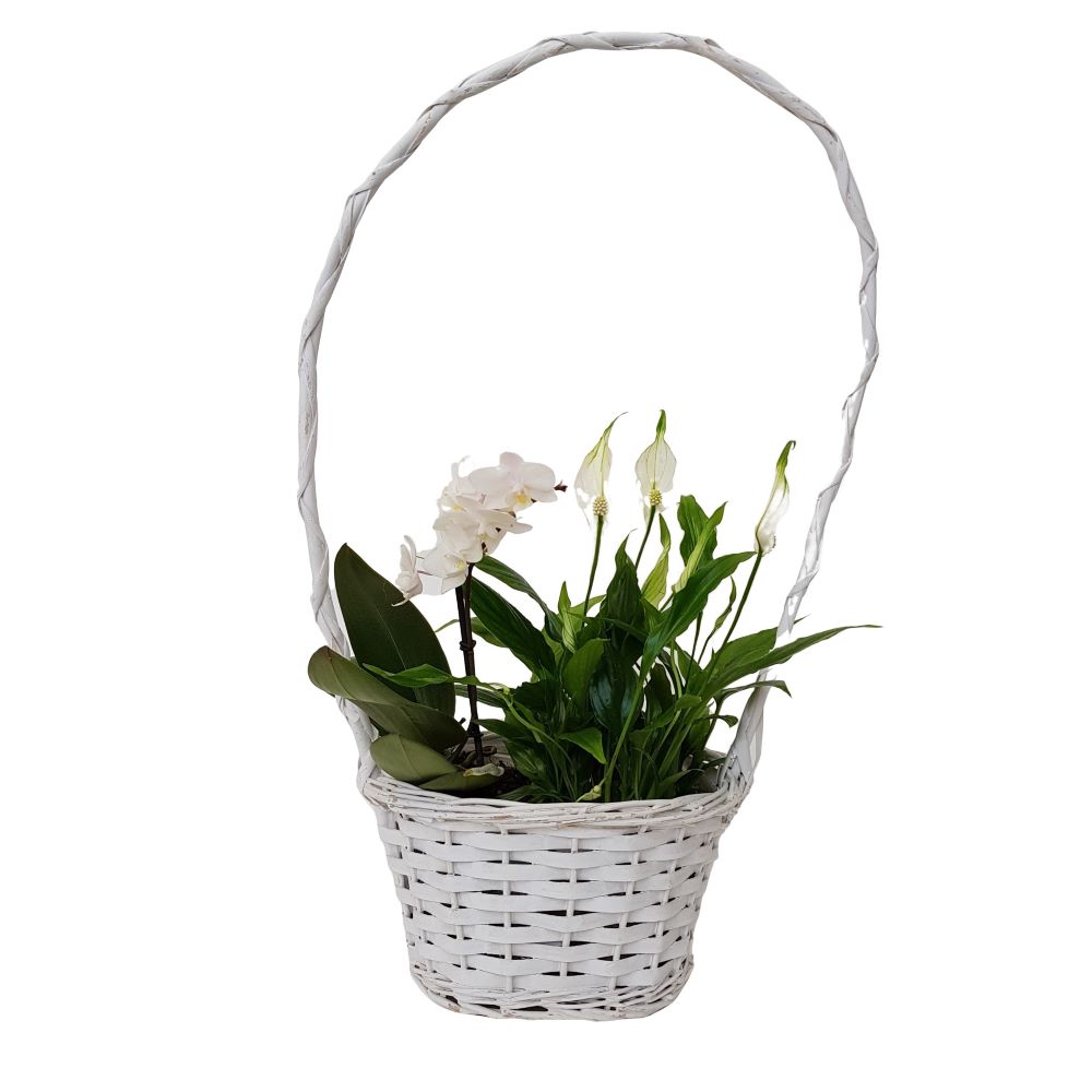 cos oval alb cu toarta inalta Cos Alb oval cu toarta inalta - imagine 2