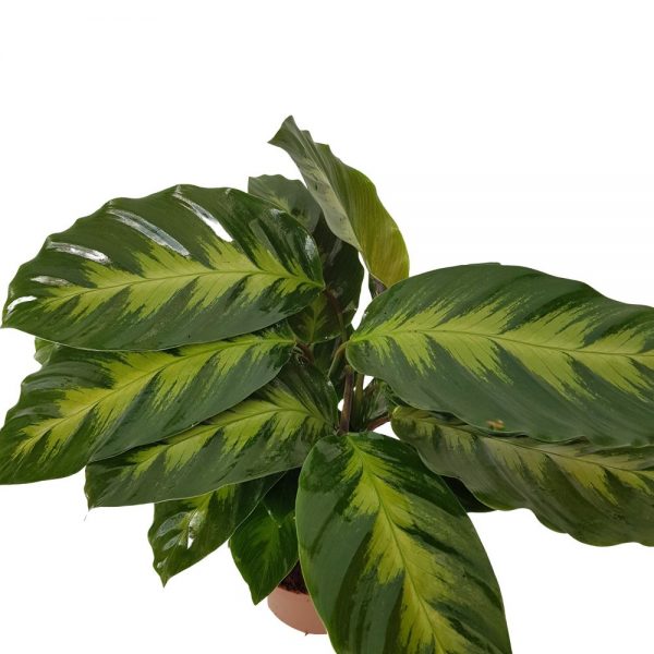 Calathea mix standard