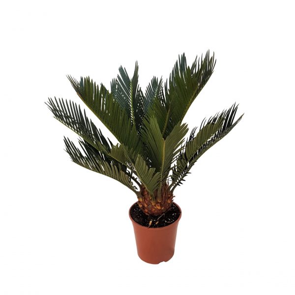 Cycas revoluta