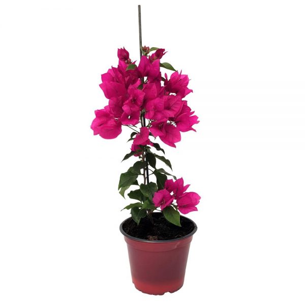 Bougainvillea 3 planta-Floarea de hartie