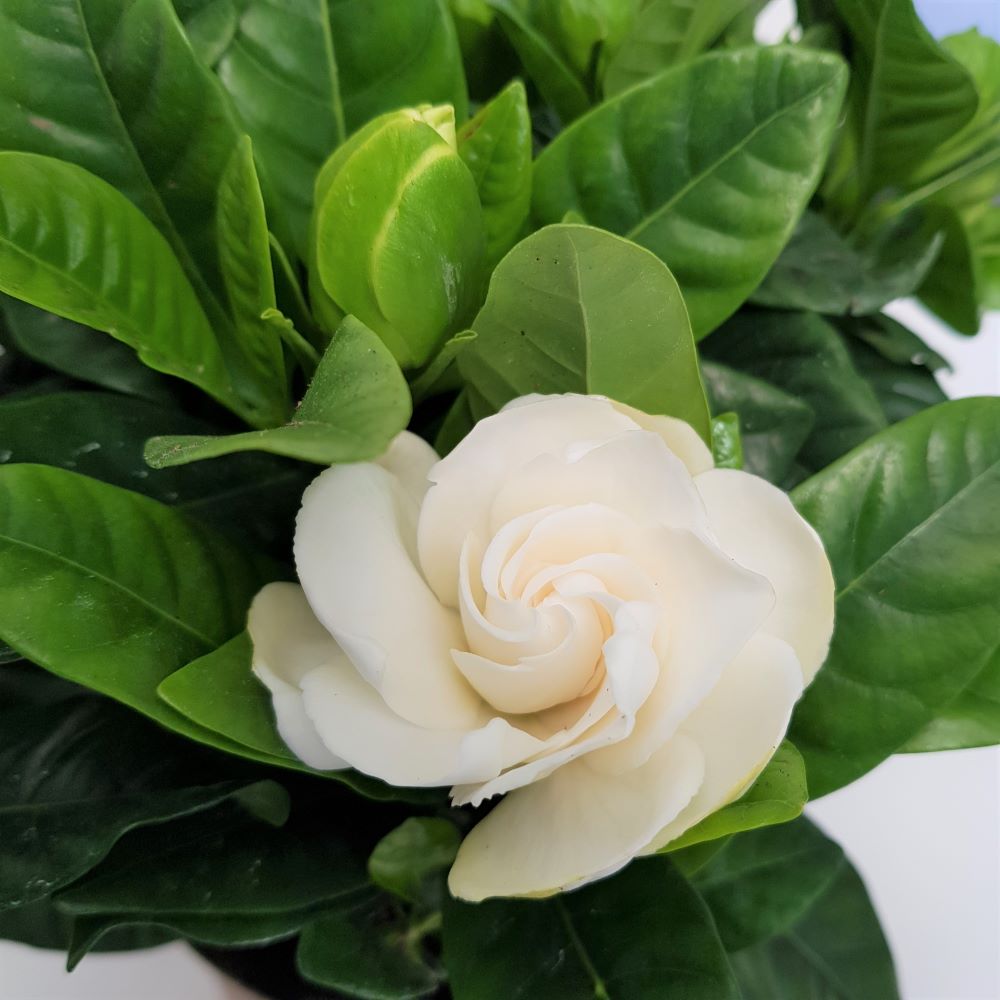 Gardenia petale