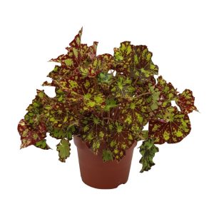 Begonia Rex