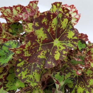 Begonia Rex mare