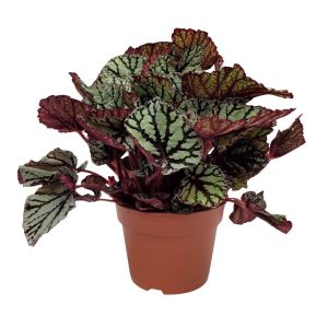 Begonia Rex