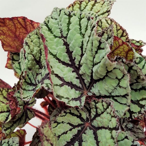 Begonia Rex mare