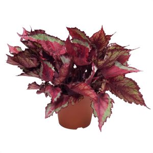Begonia Rex