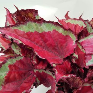 Begonia Rex - imagine 3