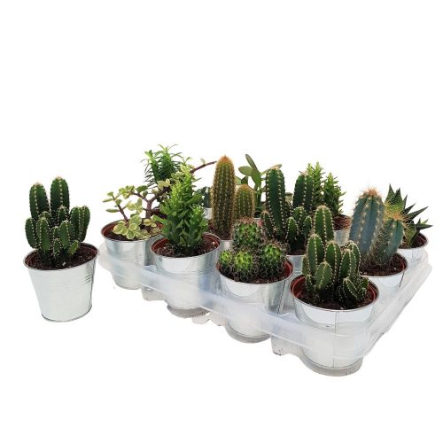 Cactus mixt in zinc