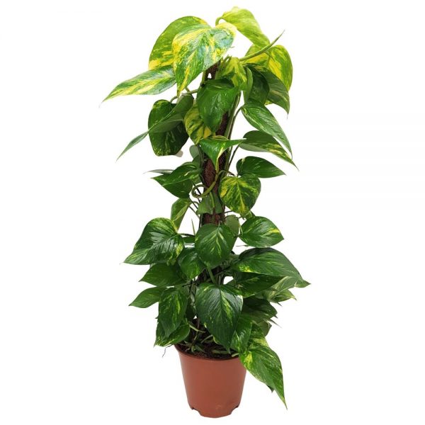 Epipremnum pe mostoc 80cm