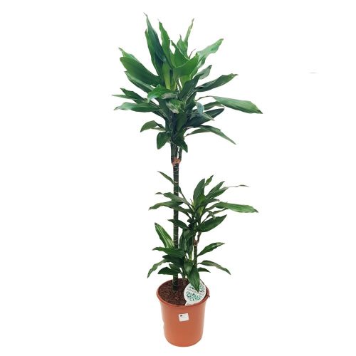 Dracaena Janet Craig 3 tulpini