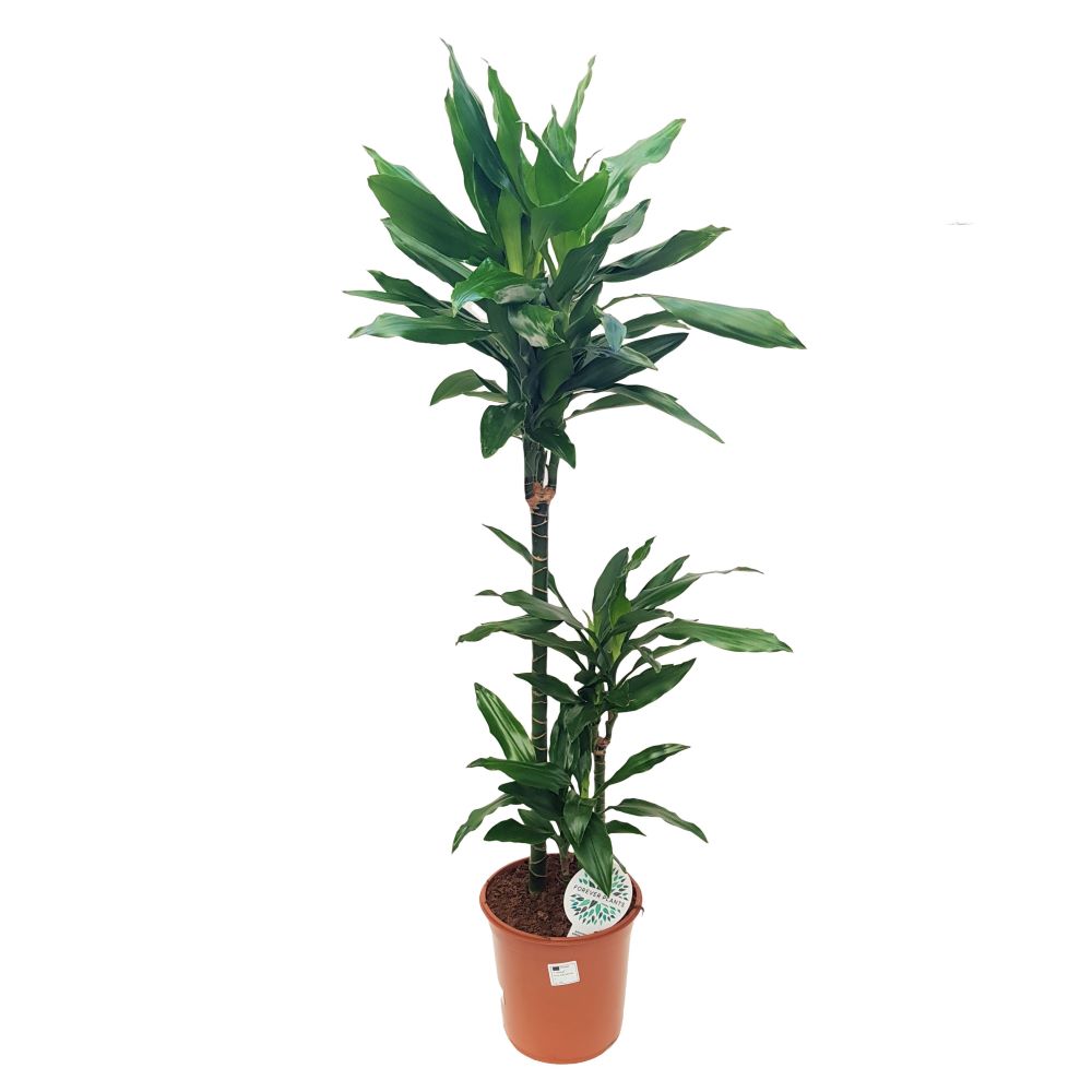Dracaena Janet Craig 3 tulpini Dracaena Janet Craig 3 tulpini