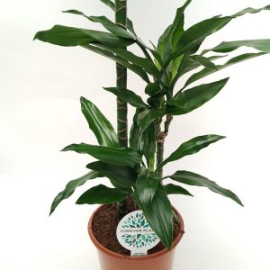 Dracaena Janet Craig 3 tulpini - imagine 2