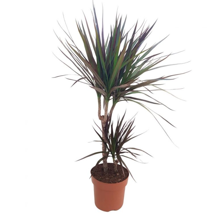 Dracaena marginata 2 tulpini