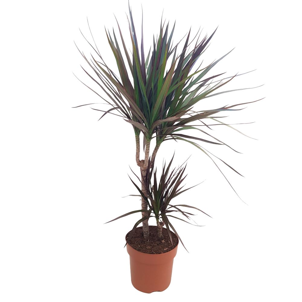 Dracaena marginata 2 tulpini
