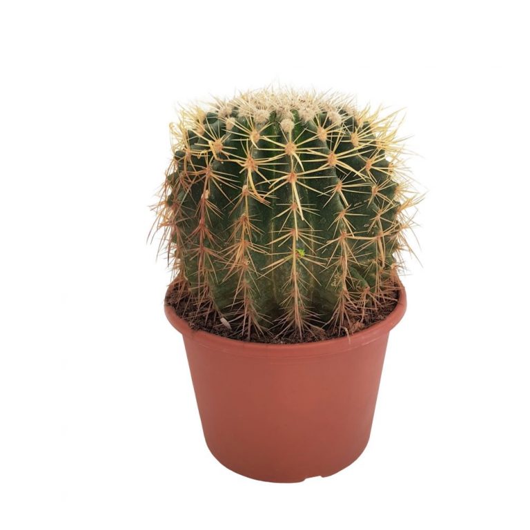 Echinocactus grusonii, cactus globular cu spini aurii, Perna soacrei