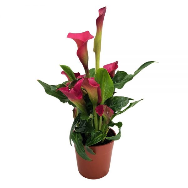 Zantedeschia medie Cala