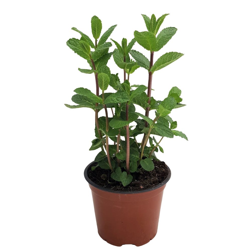 Menta-Planta aromatica Grecia Menta-Planta aromatica Grecia