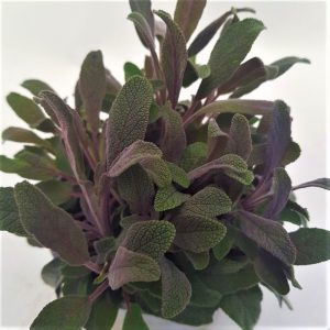 Salvia-planta aromatica Grecia - imagine 2