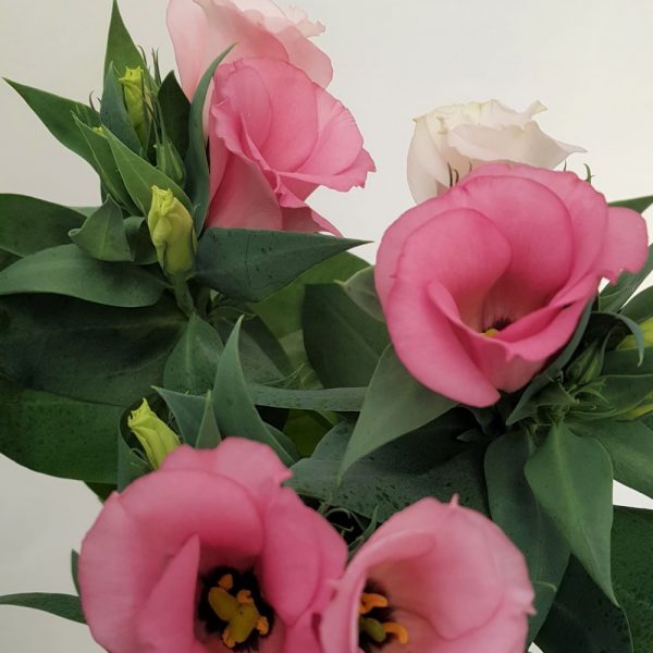 Eustoma extra - imagine 3