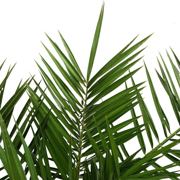 Phoenix canariensis - palmier curmal - imagine 2