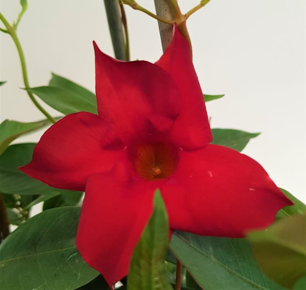 Dipladenia Piramida
