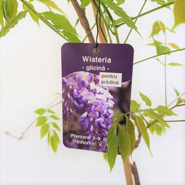 Wisteria Romania