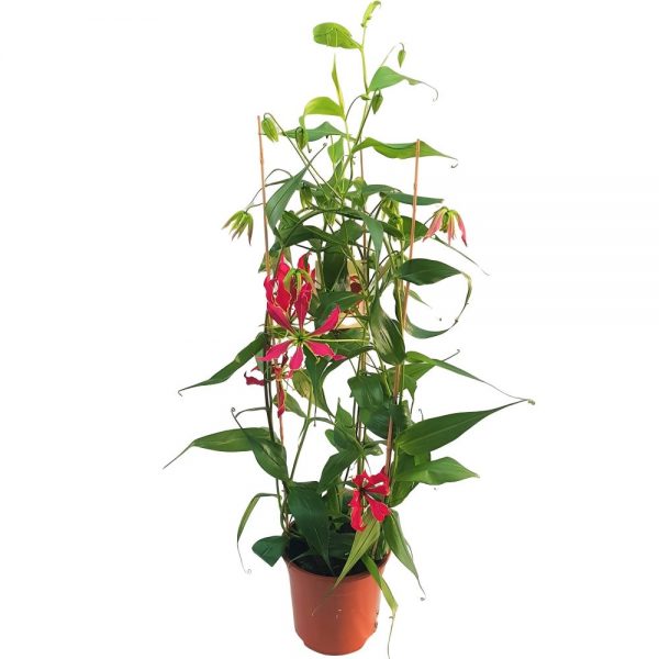 Gloriosa