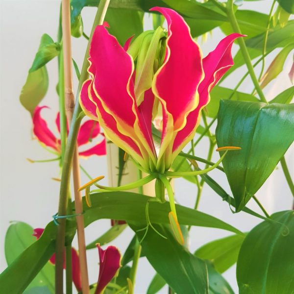 Gloriosa