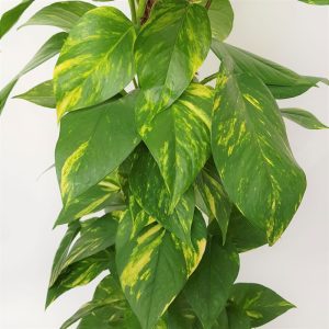Epipremnum pe mostok
